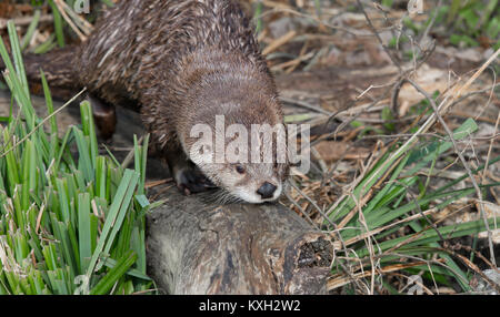 Front view close up of North American River otter (Lontra canadensis) isolated in captivity in outdoor enclosure at WWT Slimbridge, UK. Stock Photo