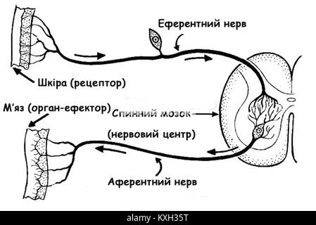 In biology and physiology, 'afferent' describes nerves or pathways that ...