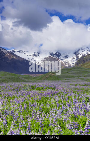Icelandic landscape, field of Nootka Lupine with snowy mountains in the background Stock Photo