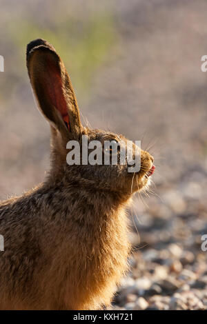 Sitting Common Hare (Lepus capensis) stick tounge out of its mouth, Stock Photo
