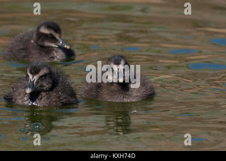 Common Eider, (Somateria mollissima) three ducklings swimming, Anatidae Stock Photo