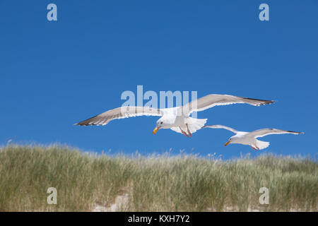 Two great black-backed gulls (Larus marinus) fly over sand dunes along the Oregon coastline. Stock Photo