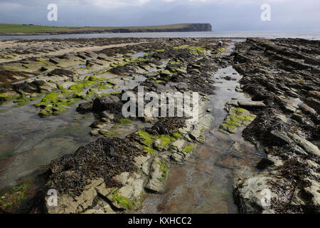 Brough Sound, the intertidal between Buckquoy and Brough of Birsay on Orkney Island, is exposed at low tide, when access to the Brough is possible. Stock Photo