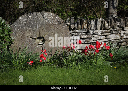 Old granite millstone resting against a dry stone wall in a garden, with red tulips, green grass on a sunny day; it's a nice garden feature, tranquil. Stock Photo