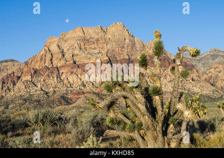 View of the red rock cliffs in Red Rock Canyon National Conservation Area with Joshua Trees.  Las Vegas, Nevada Stock Photo