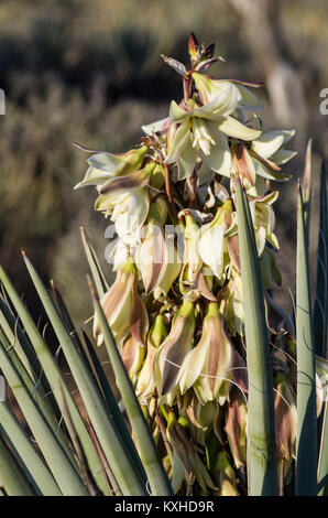 Mojave Yucca or Yucca schidigera blooming in the Red Rock Canyon Mational Conservation Area Stock Photo