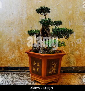 Chinese Peashrub Bonsai (Caragana sinica) Stock Photo