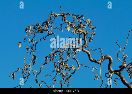 Twisted branches and winter catkins of the deciduous corkscrew hazel shrub, Corylus avellana 'Contorta' Stock Photo