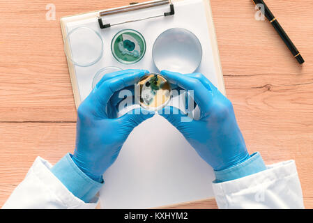Overhead view of laboratory technician analyzing growing bacterial cultures in petri dish, science and microbiology background Stock Photo