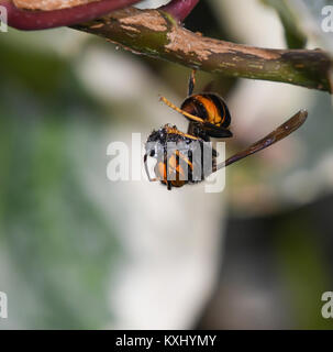 Asian hornet (Vespa velutina) with captured insect Stock Photo - Alamy