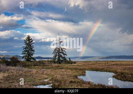 rainbow over trees in wetland Stock Photo