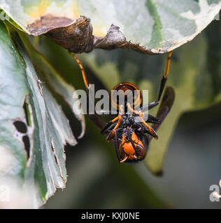 Asian hornet (Vespa velutina) with captured insect Stock Photo - Alamy