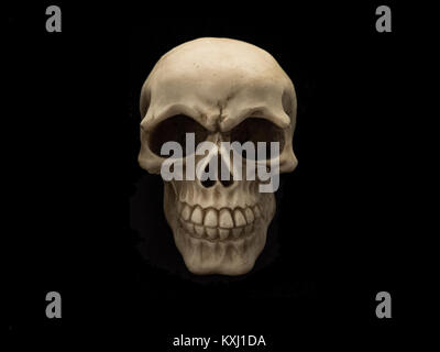 Human Skeleton Skull Isolated On black Background Stock Photo