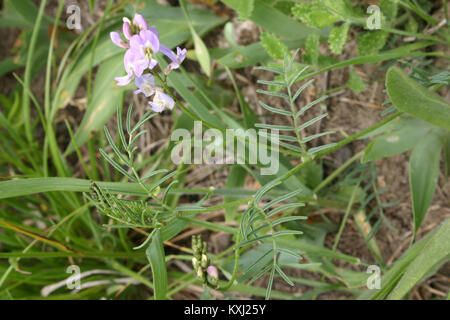 Astragalus austriacus (Österreich-Tragant) IMG 8373 Stock Photo