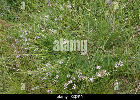 Astragalus austriacus (Österreich-Tragant) IMG 9333 Stock Photo