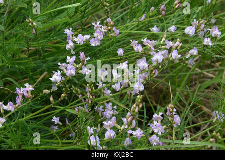 Astragalus austriacus (Österreich-Tragant) IMG 9338 Stock Photo