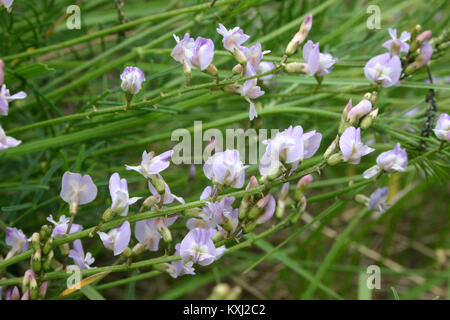 Astragalus austriacus (Österreich-Tragant) IMG 9344 Stock Photo