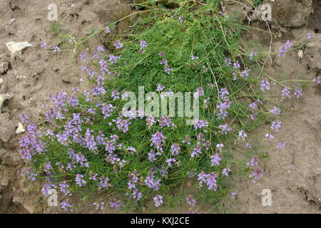 Astragalus austriacus (Österreich-Tragant) IMG 9355 Stock Photo