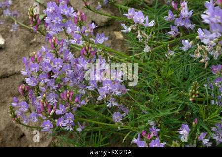 Astragalus austriacus (Österreich-Tragant) IMG 9358 Stock Photo