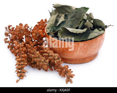 Dry holy basil or tulsi leaves with flower over white background Stock Photo