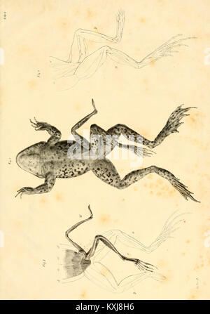 A zoological study describing a six-legged water frog, detailing the ...