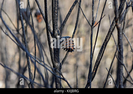 Burned trees after wildfire, pollution Stock Photo