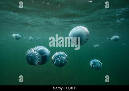 Cannonball jellyfish (Stomolophus meleagris), in ocean, underwater view, La Paz, Baja California Sur, Mexico, North America Stock Photo