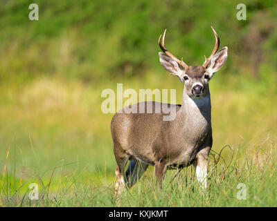 A portrait of an 8-point Mule Deer buck Stock Photo: 69573780 - Alamy