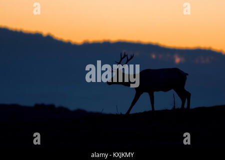 Silhouetted tule elk buck (Cervus canadensis nannodes) at sunset, Point Reyes National Seashore, California, USA Stock Photo