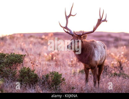 Tule elk buck (Cervus canadensis nannodes) in moorland, Point Reyes National Seashore, California, USA Stock Photo