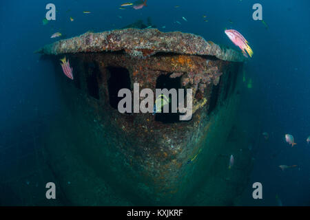 Fish at sunken ship Fang Ming artificial reef, La Paz, Baja California Sur, Mexico