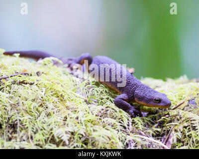 California Newt (taricha torosa) Purisima Creek Redwoods Open Space Preserve, California, United States, North America Stock Photo