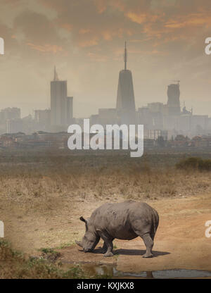 Black rhino grazing, Nairobi National Park, Nairobi, Kenya, Africa Stock Photo