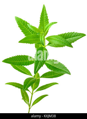 fresh lemon verbena isolated on white Stock Photo