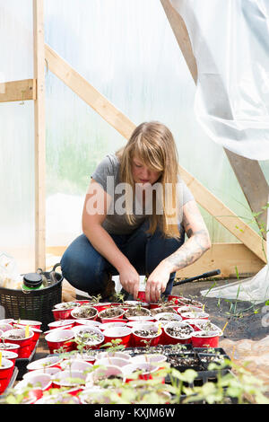 Woman in polytunnel tending to seedlings Stock Photo