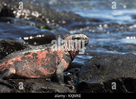 Marine Iguana, or Galapagos Marine Iguana, adult male,   ( Amblyrhynchus cristatus ), Espanola Island, Galapagos Islands Ecuador South America Stock Photo