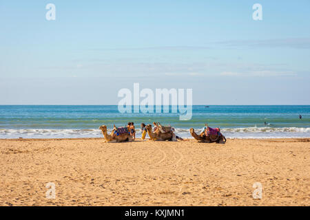 Camels lying on the sandy beach by the sea in Essaouira beach, Morocco Stock Photo