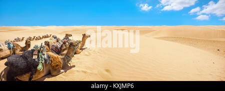 Panoramic landscape with camels waiting of tourists at Sahara desert. Tunisia, North Africa Stock Photo