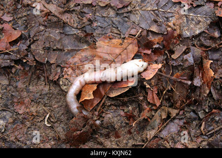 are the worms in dog poop dead