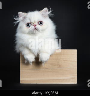 Persian cat / kitten standing in wooden box isolated on black background looking straight in camera with paws hanging over edge of box Stock Photo