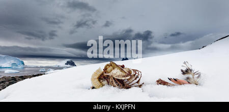 The skeletal remains of a Gentoo penguin lie on an ice ledge on the beach of Danco Island off of the Antarctic Peninsula Stock Photo