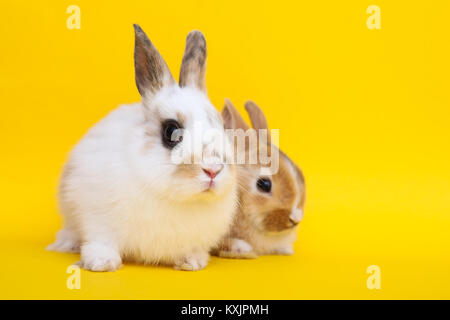 Little rabbit on the yellow background Stock Photo