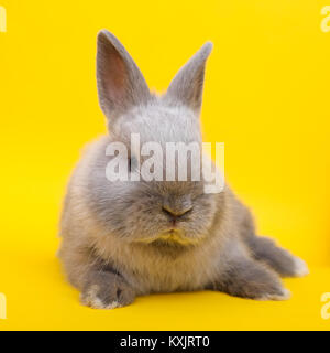 Little rabbit on the yellow background Stock Photo