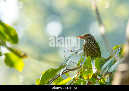 Brown headed barbet perched on branch and watching Stock Photo