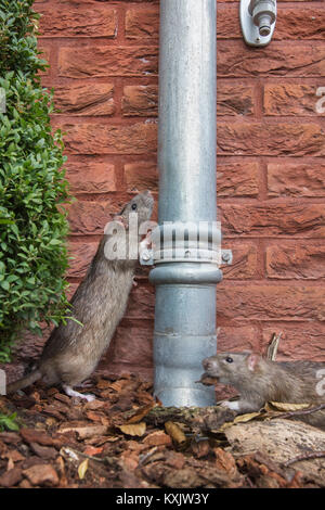 The Netherlands, Amsterdam, Brown rat (Rattus Norvegicus) near house in garden. Urban Nature. Amsterdam Urban Jungle. Stock Photo