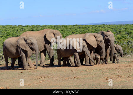 African bush elephant, Herd of elephants, Loxodonta africana, South Africa, Porth Elizabeth, Addo Natinal Park Stock Photo