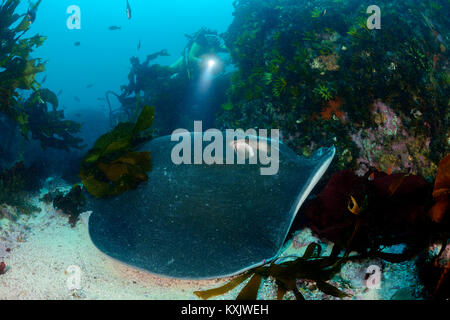 Smooth Ray Short-tail stingray (Dasyatis brevicaudata), and diver. The largest of ...