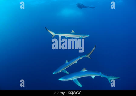 Blue sharks and scuba diver, Prionace glauca, Cape of Good Hope, South Africa, offshore in the Atlantic Stock Photo