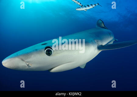 Blue shark, Prionace glauca, Cape of Good Hope, South Africa, offshore in the Atlantic Stock Photo