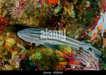 Striped Cat shark or Pyjama shark, Poroderma africanum, Porth Elizabeth, Algoa Bay, Nelson Mandela Bay, South Africa, Indian Ocean Stock Photo